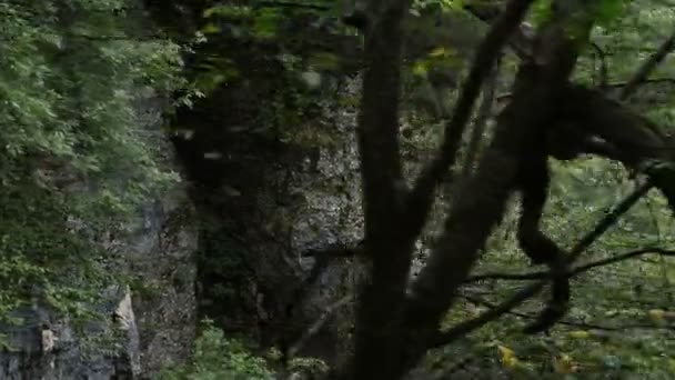 Turistul Plimbă Lângă Stâncă Din Pădure Mergând Jos Lungul Traseului — Videoclip de stoc