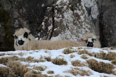 Bir kış günü kar hayvanlarda