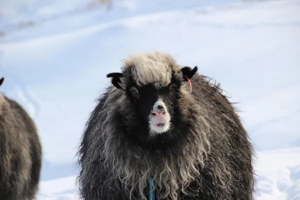 Animales en la nieve en un día de invierno — Foto de Stock