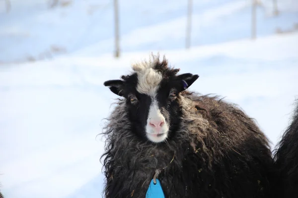 Dieren in de sneeuw op een winterdag — Stockfoto