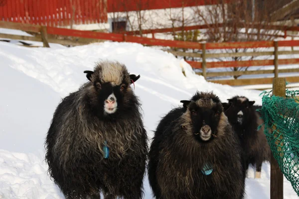 Animali nella neve in un giorno d'inverno — Foto Stock