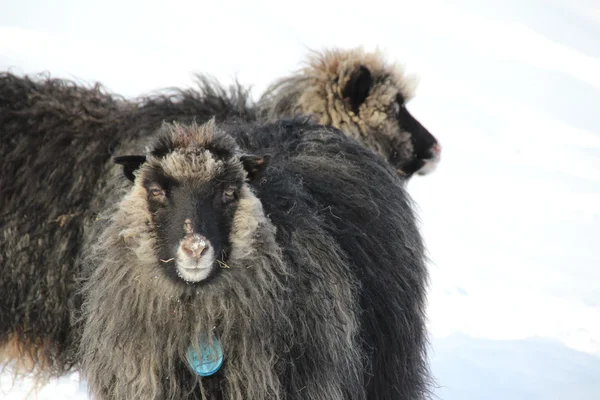 Animales en la nieve en un día de invierno —  Fotos de Stock