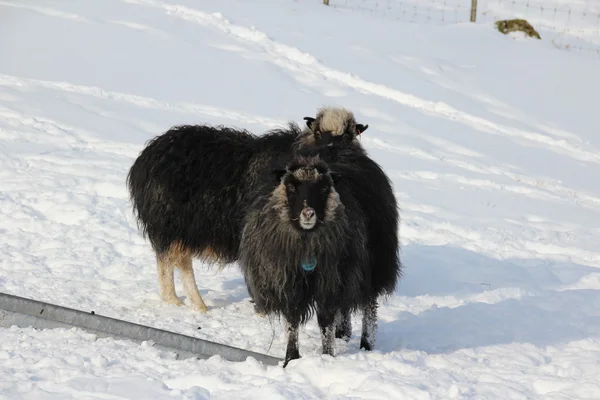 Animals in the snow on a winters day — Stock Photo, Image