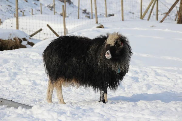 Animales en la nieve en un día de invierno —  Fotos de Stock