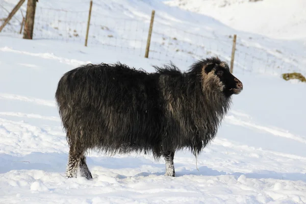 Dieren in de sneeuw op een winterdag — Stockfoto