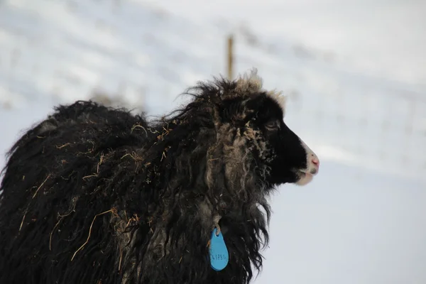 Животные в снегу зимой — стоковое фото