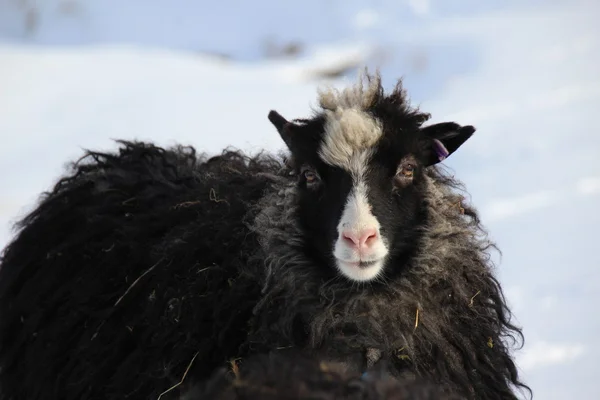 Dieren in de sneeuw op een winterdag — Stockfoto