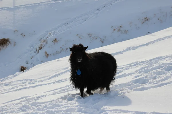 Animais na neve em um dia de inverno — Fotografia de Stock