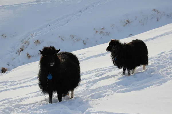 Zvířata ve sněhu na den zimy — Stock fotografie