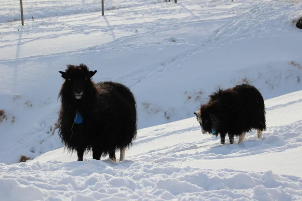 Dieren in de sneeuw op een winterdag — Stockfoto