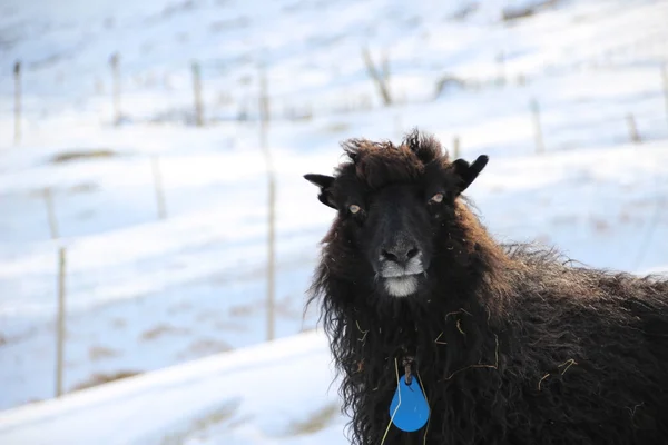 Animali nella neve in un giorno d'inverno — Foto Stock