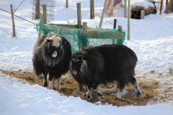 Animali nella neve in un giorno d'inverno — Foto Stock