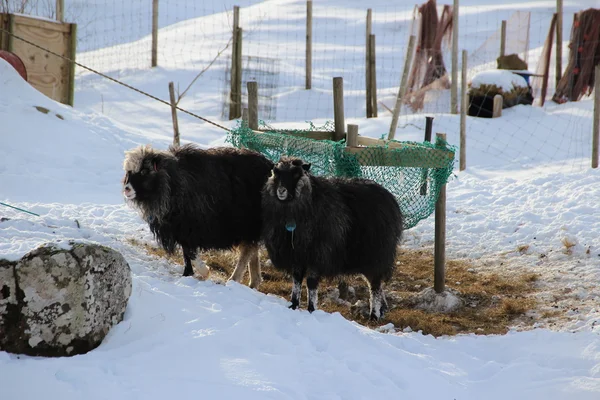 Animales en la nieve en un día de invierno —  Fotos de Stock