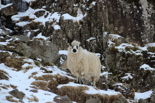 Bir kış günü kar hayvanlarda — Stok fotoğraf