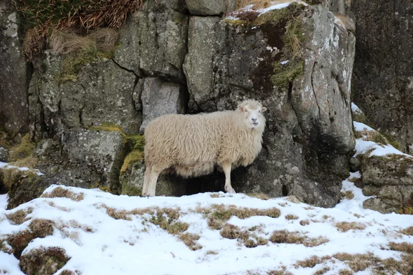 Animaux dans la neige un jour d'hiver — Photo