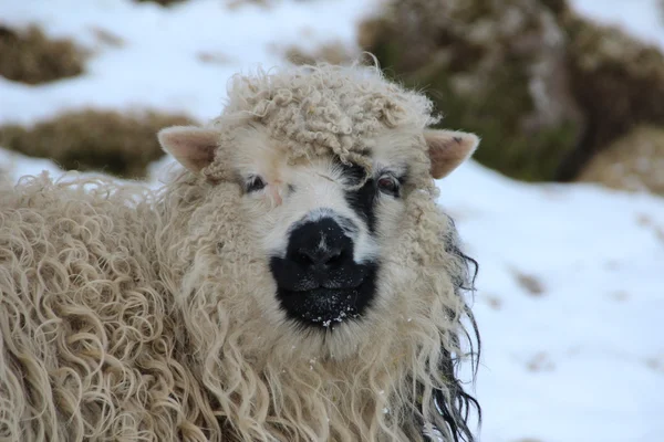 Animales en la nieve en un día de invierno — Foto de Stock