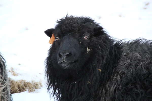 Animales en la nieve en un día de invierno —  Fotos de Stock