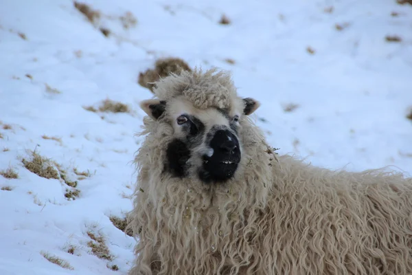 Тварини в снігу на зимовий день — стокове фото