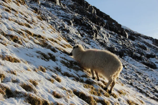 Animali nella neve in un giorno d'inverno — Foto Stock