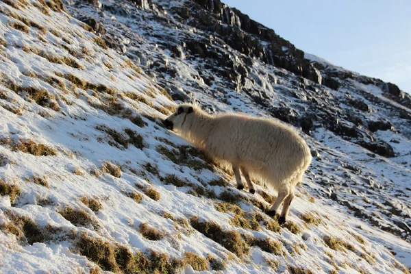 Animals in the snow on a winters day — Stock Photo, Image