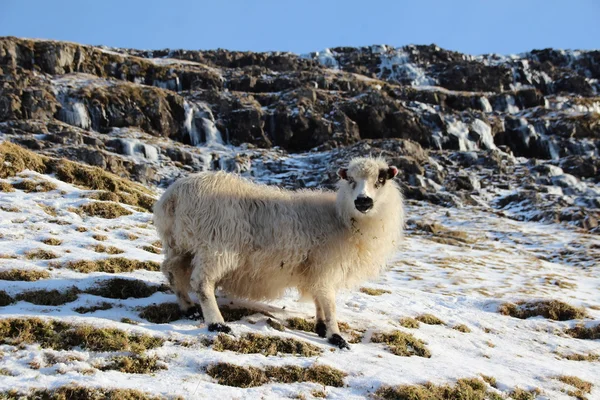 冬の日に雪の中の動物 — ストック写真