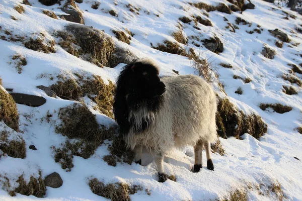 Animali nella neve in un giorno d'inverno — Foto Stock