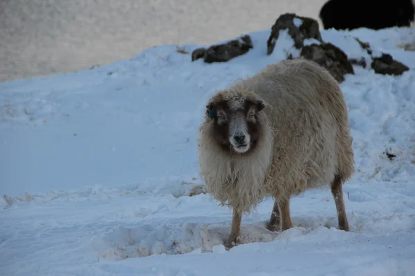 Animais na neve em um dia de inverno — Fotografia de Stock