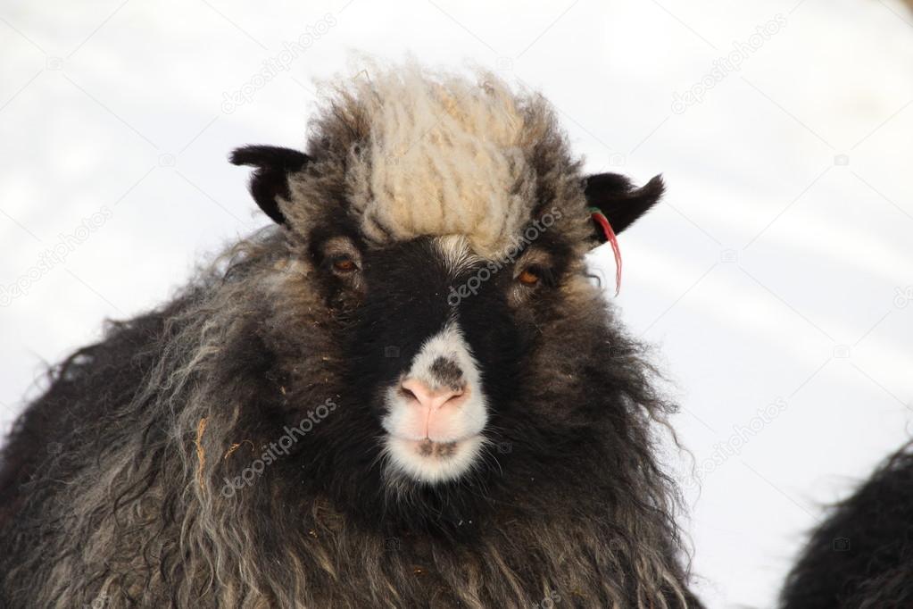 Dieren in de sneeuw op een winterdag — Stockfoto ...