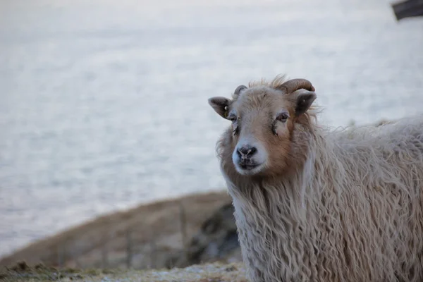 Faroe Adaları doğası — Stok fotoğraf