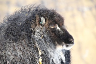Vahşi hayatından Kuzey Atlantik