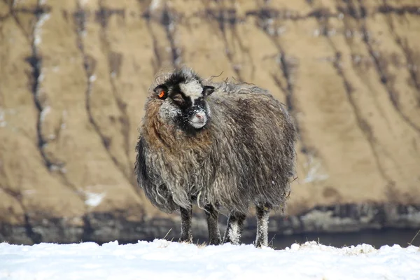 Wild van de Noord-Atlantische Oceaan — Stockfoto