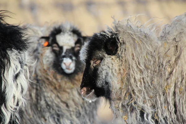 Wild van de Noord-Atlantische Oceaan — Stockfoto