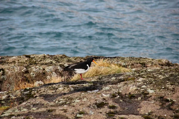 Faune dans les îles Féroé — Photo