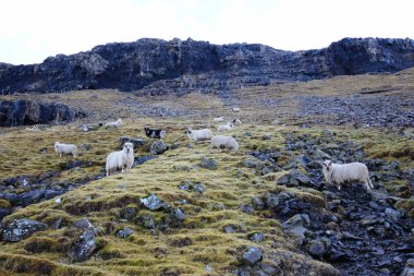 Faroe Adaları vahşi doğada vahşi yaşam