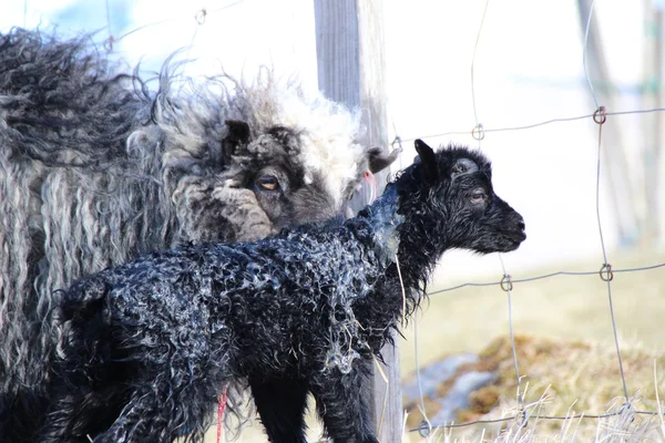 Ovce na Faerských ostrovech — Stock fotografie