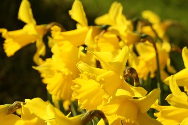 Faroe dili vahşi bitki