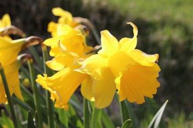 Faroe dili vahşi bitki