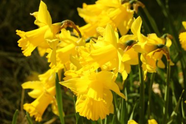 Faroe dili vahşi bitki