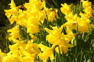 Faroe dili vahşi bitki