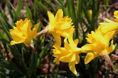 Faroe dili vahşi bitki