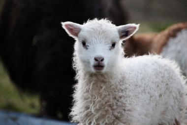 Faroe Adaları'koyun 