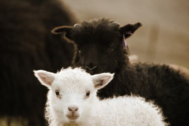 Faroe Adaları'koyun 