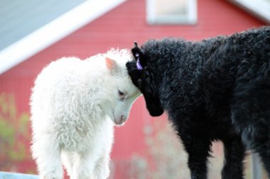 Faroe Adaları'koyun 