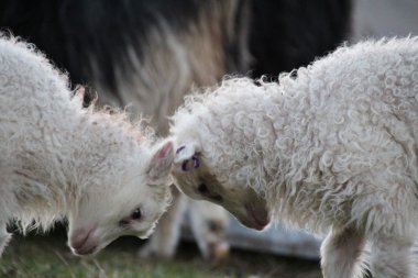 Faroe Adaları'koyun 