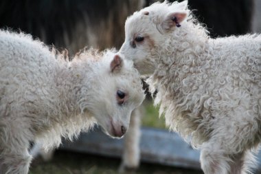 Faroe Adaları'koyun 
