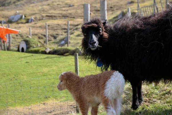 Ovce na Faerských ostrovech — Stock fotografie
