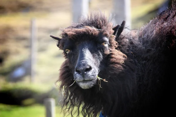 Овцы Фарерских островов — стоковое фото
