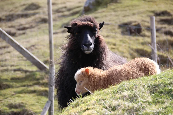 Sheep in the Faroe Islands — Stock Photo, Image