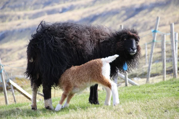 Pecore nelle Isole Faroe — Foto Stock