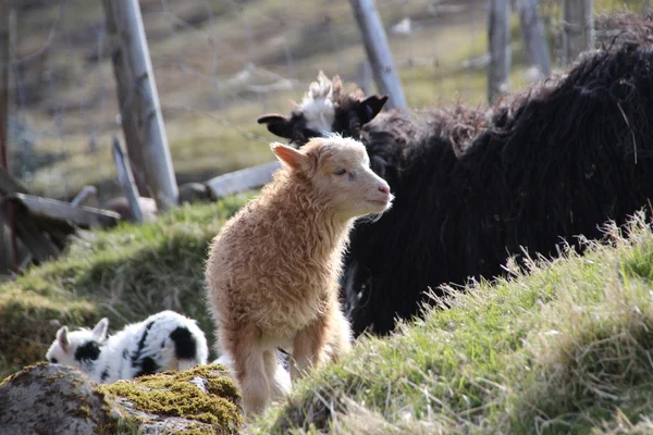 Pecore nelle Isole Faroe — Foto Stock